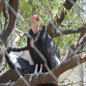 California Condor