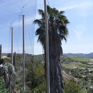 California Condor Exhibit