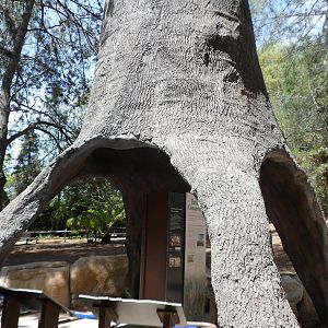 Giant Tree in Condor Ridge