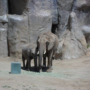 Elephant Overlook
