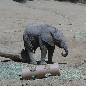 Baby African Elephant