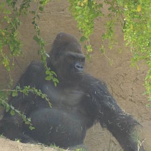 Gorilla