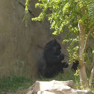 Gorilla