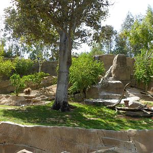 Gorilla Exhibit