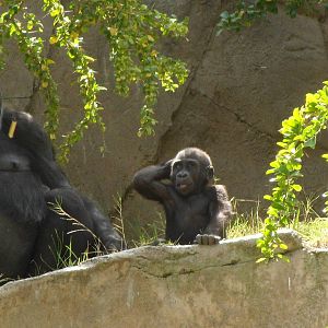 Monroe the Baby Gorilla