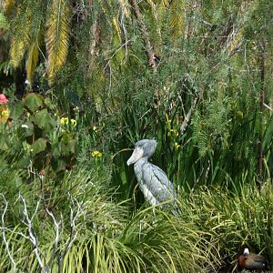 Shoebill
