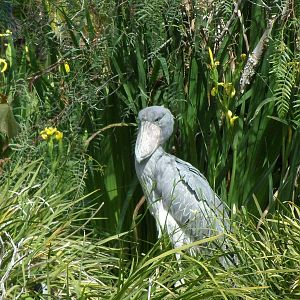 Shoebill