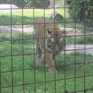 Tiger Forest- Malayan Tiger
