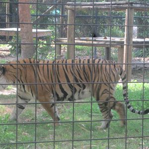 Tiger Forest- Malayan Tiger On The Prowl