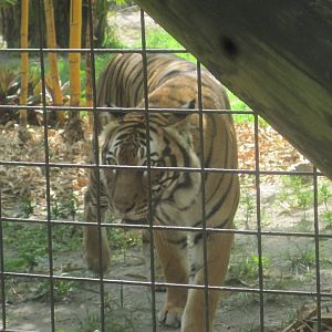 Tiger Forest- Malayan Tiger
