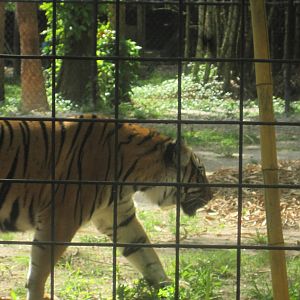 Tiger Forest- Malayan Tiger Patrolling Its Territory