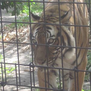 Tiger Forest- Malayan Tiger