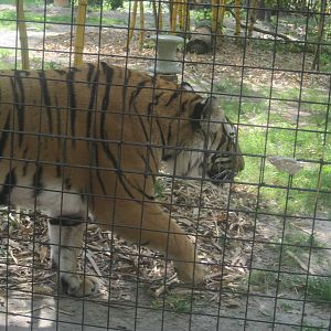 Tiger Forest- Malayan Tiger
