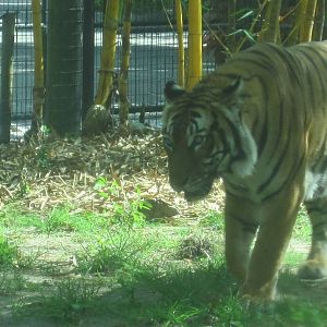 Tiger Forest- Malayan Tiger