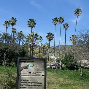 Cheetah Exhibit