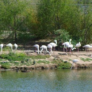 Greater Flamingo Exhibit