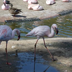 Lesser Flamingo
