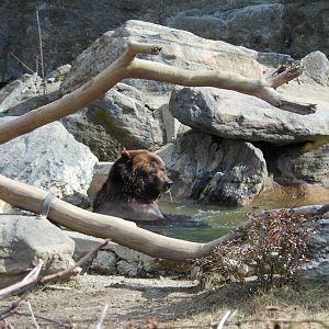 Bronx Zoo- Big Bears- Grizzly Bear in Pool