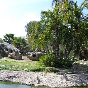 Colobus Monkey Island