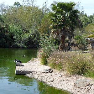 Colobus Monkey Island