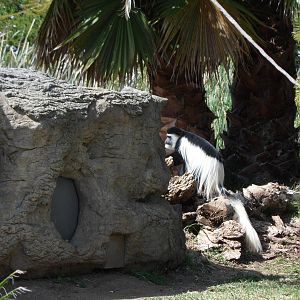Colobus Monkey