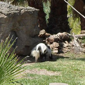 Colobus Monkey