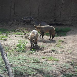 Bat Eared Fox