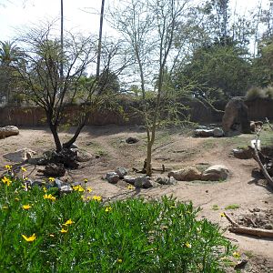 Warthog and Bat Eared Fox Exhibit