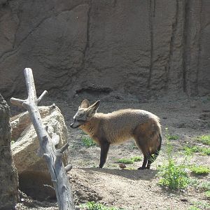 Bat Eared Fox