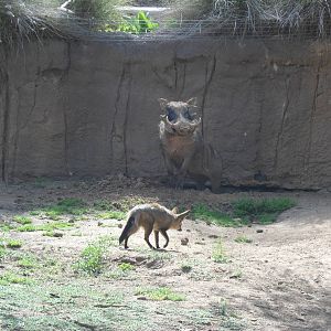 Bat Eared Fox and Warthog
