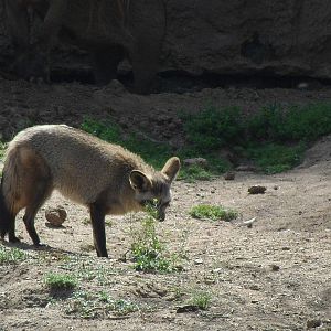 Bat Eared Fox
