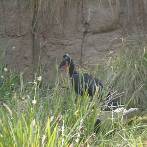 Ground Hornbill