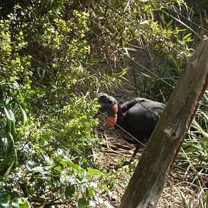 Ground Hornbill