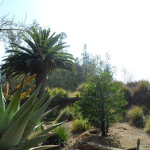 Ground Hornbill Exhibit