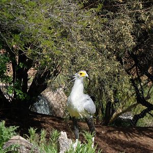 Secretary Bird