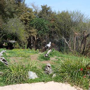Secretary Bird Exhibit
