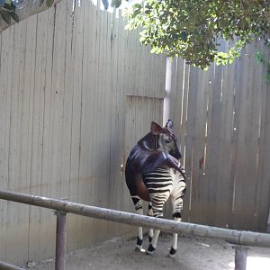 Okapi