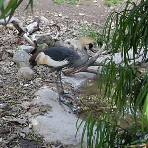 African Crowed Crane