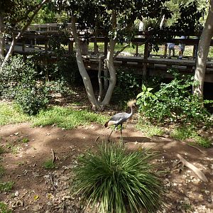 African Crowed Crane Exhibit