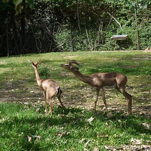 Gerenuk