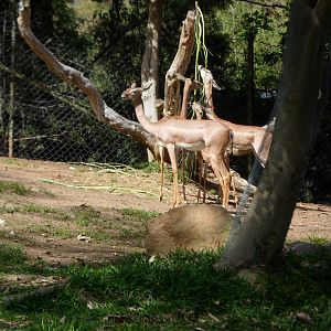 Gerenuk