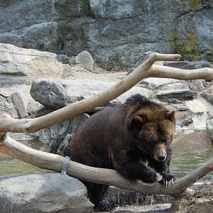 Bronx Zoo- Big Bears- Grizzly Bear Climbing on Branch