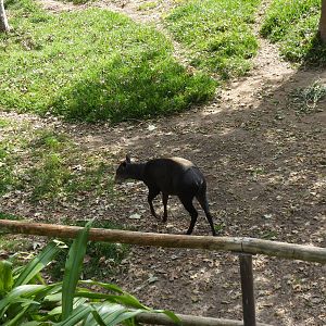 Yellow Backed Duiker