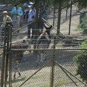 Okapi Off Exhibit Area