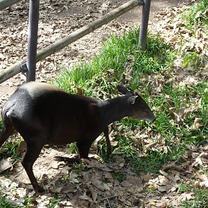 Yellow Backed Duiker