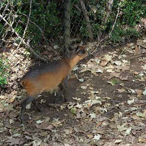 Red-Flanked Duiker