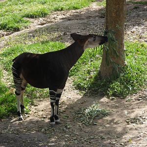 Okapi