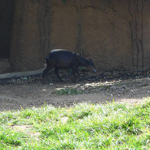 Yellow Backed Duiker