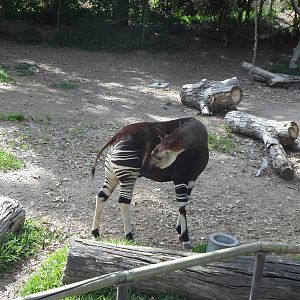 Okapi
