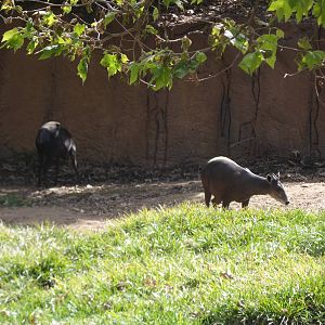 Yellow Backed Duiker